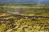 Plus de 500,000 Wildebeast frlent dans le Serengeti