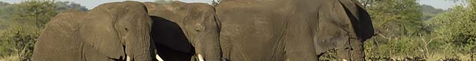 lphants dans le serengeti