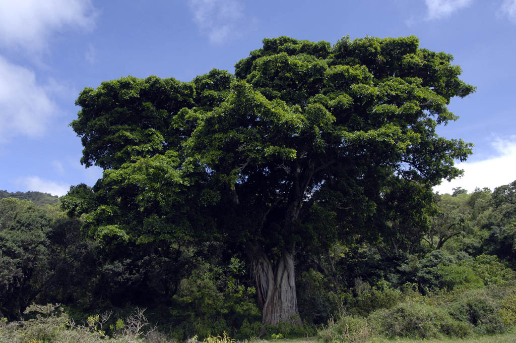 Un arbre gant de baobab au Parc National d'Arusha