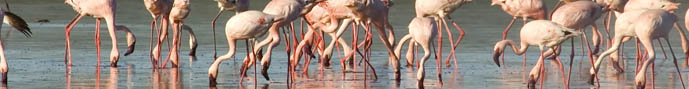 Flamingoes eat at lake Manyara