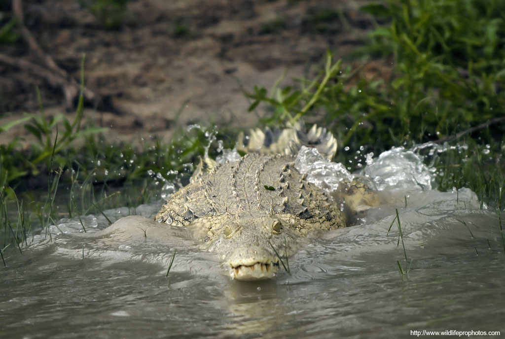 Un crocodile saute dans l'eau dans la rserve faunique de Selous
