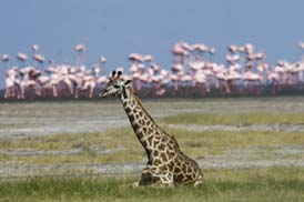 Une giraffe s'assoie devant des milliers de flamingo au lac Manyara
