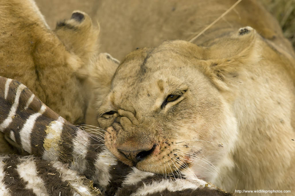 Des Lions mange un zbre dans le Parc National de Serengeti
