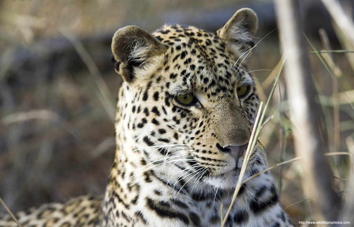 Un lopard magnifique qu'on peut voir dans la rgion de Seronera du Parc National de Serengeti