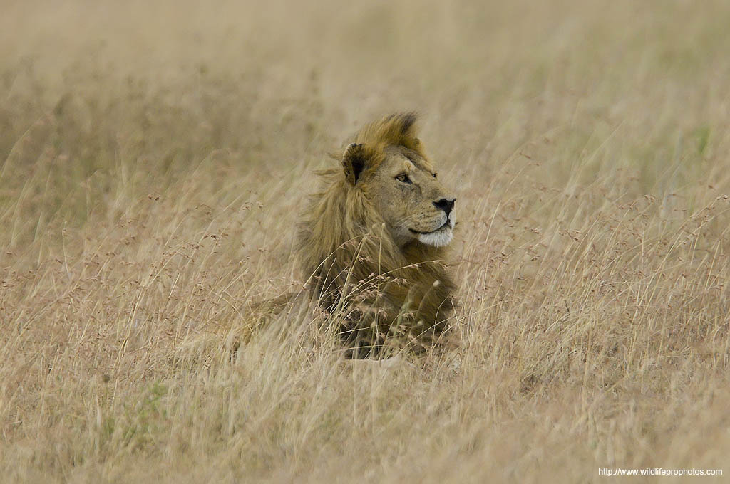 Un lion dans l'herbe sche au Parc National de Serengeti.