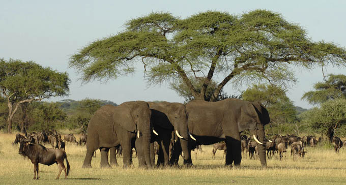 elephants et gnus dans le serengeti