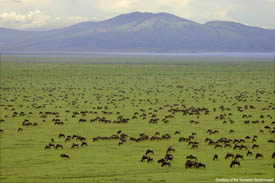 the wildebeast gather in the hundred of thousands
