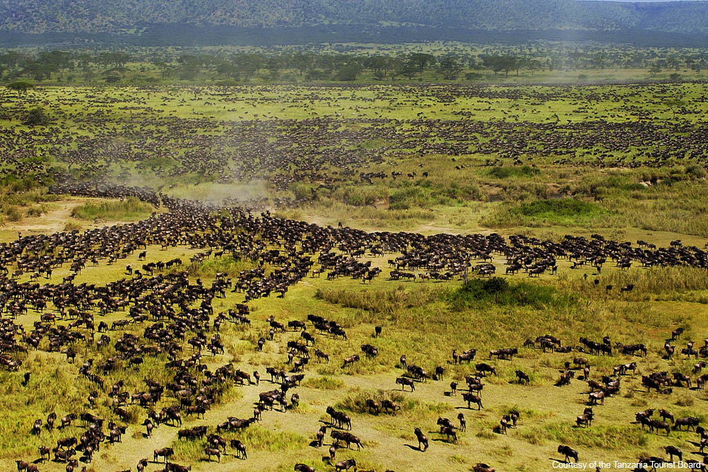 many wildebeast in Tanzania