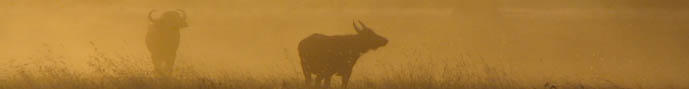 buffalos in the morning mist