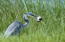A heron eats a rodent in Arusha National Park