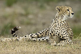 large cats such as cheetahs can be seen in the serengeti