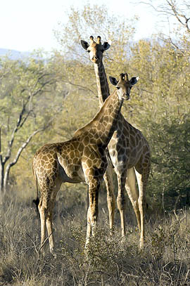 cuirous giraffes in Selous Game Reserve