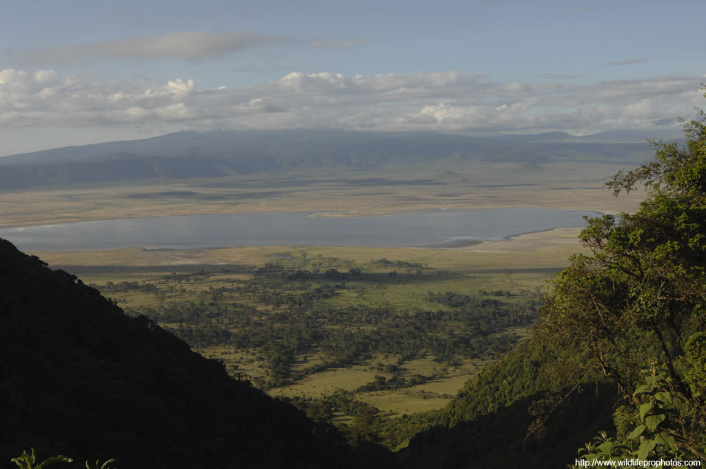 The Ngorongoro Crater is a UNESCO world heritage site, and contains the most wild animal density of any place in the world.