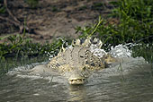 A crocodile jumps in the water