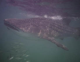 A whale Shark near Mafia Island you can snorkle with them there