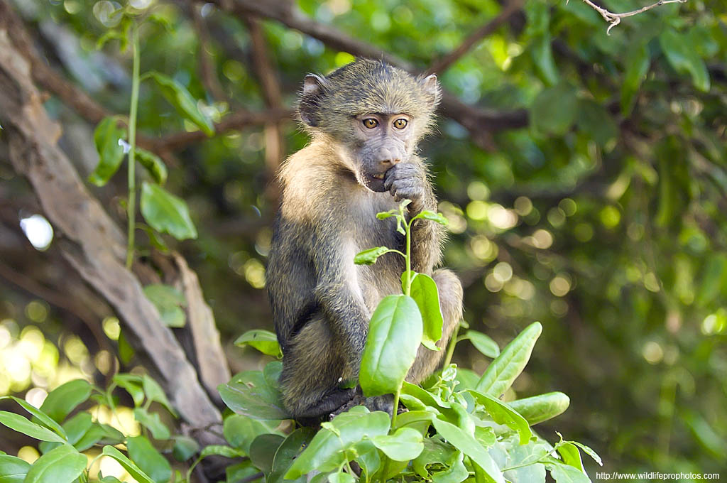 a baby baboon eating