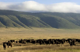 Wild buffaloes in the early morning mist of the Ngorongoro Crater