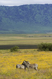 Two zebras in the Ngorongoro crater