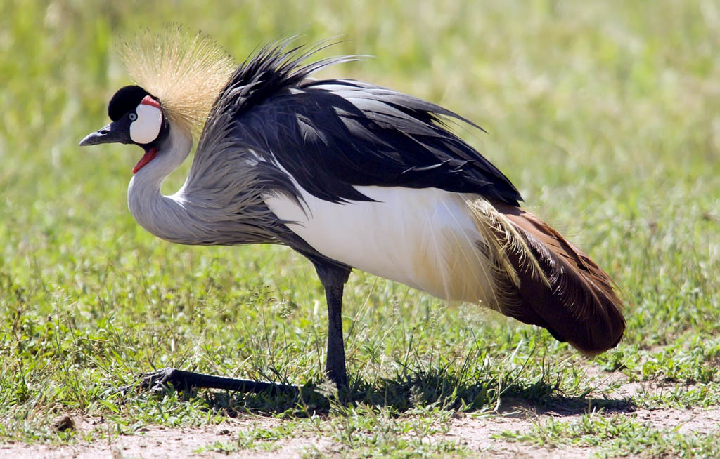 The Crowned crane is the national bird of Tanzania and can be seen in the Ngorongoro Crater.
