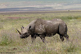 A black rhino an endangered species