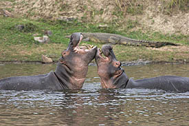 male hippos fighting in Ruaha