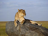 A lioness takes in the sunset in the Serengeti
