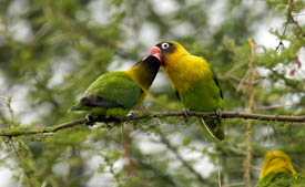 Love birds feeding each other