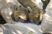 2 week old lion cubs suckling