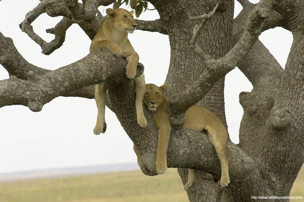 lions in a tree in the Serengeti