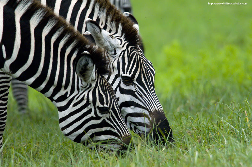 grazing zebras in the Serengeti