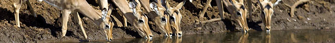 many impalas drinking