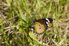a butterfly lays its eggs