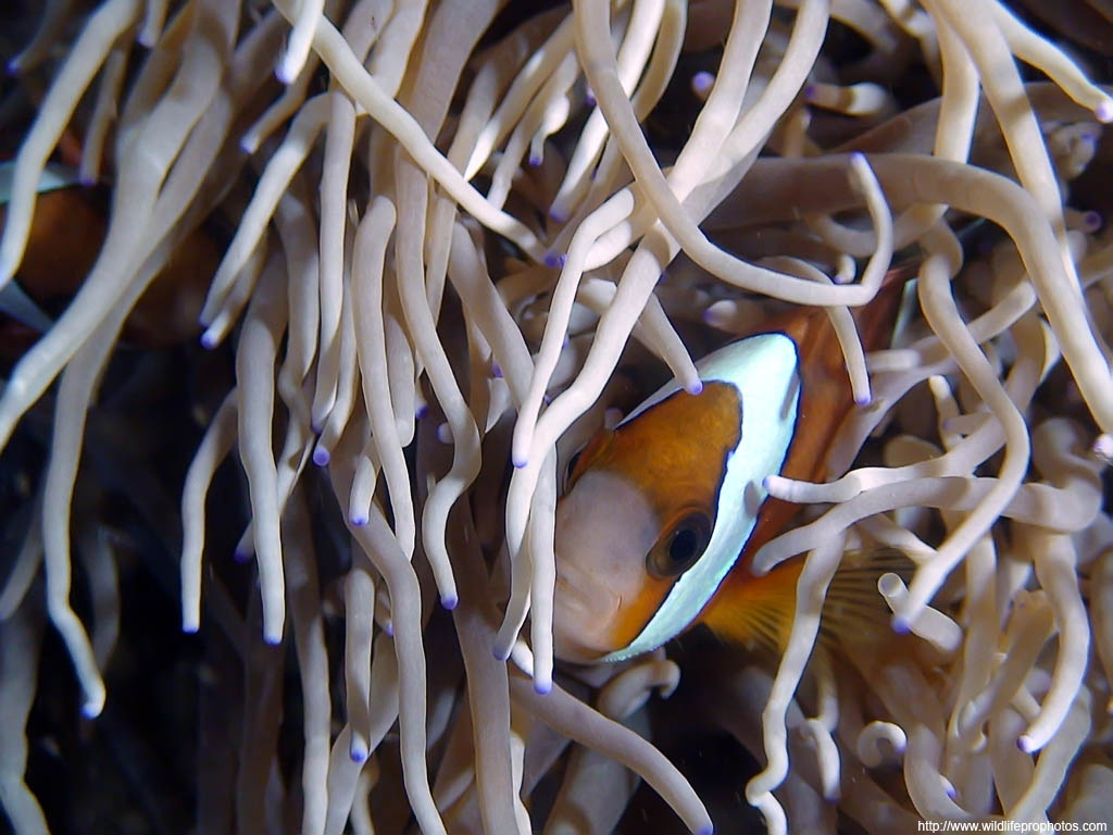 Nemo fish in Zanzibar