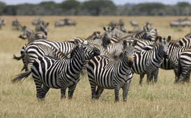 the zebras gather with the wildebeast